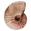 Ископаемая ракушка Oligocene ammonite